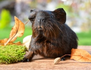 Guinea Pig, Gold Agouti, Pet, Nager, one animal, no people thumbnail