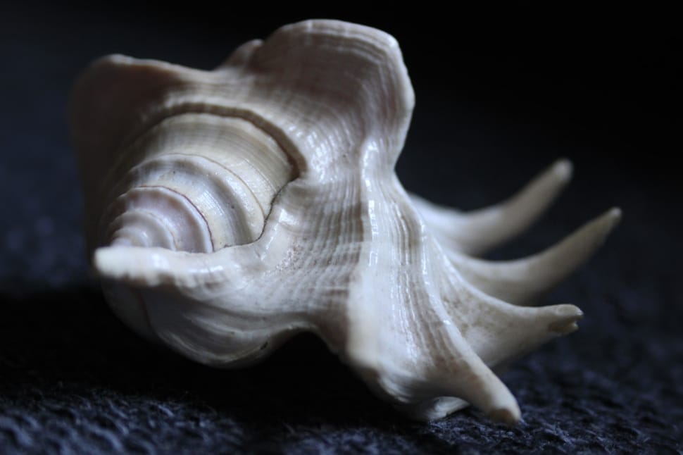 white conch shell preview