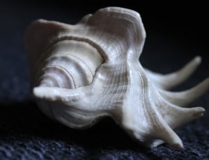 white conch shell thumbnail