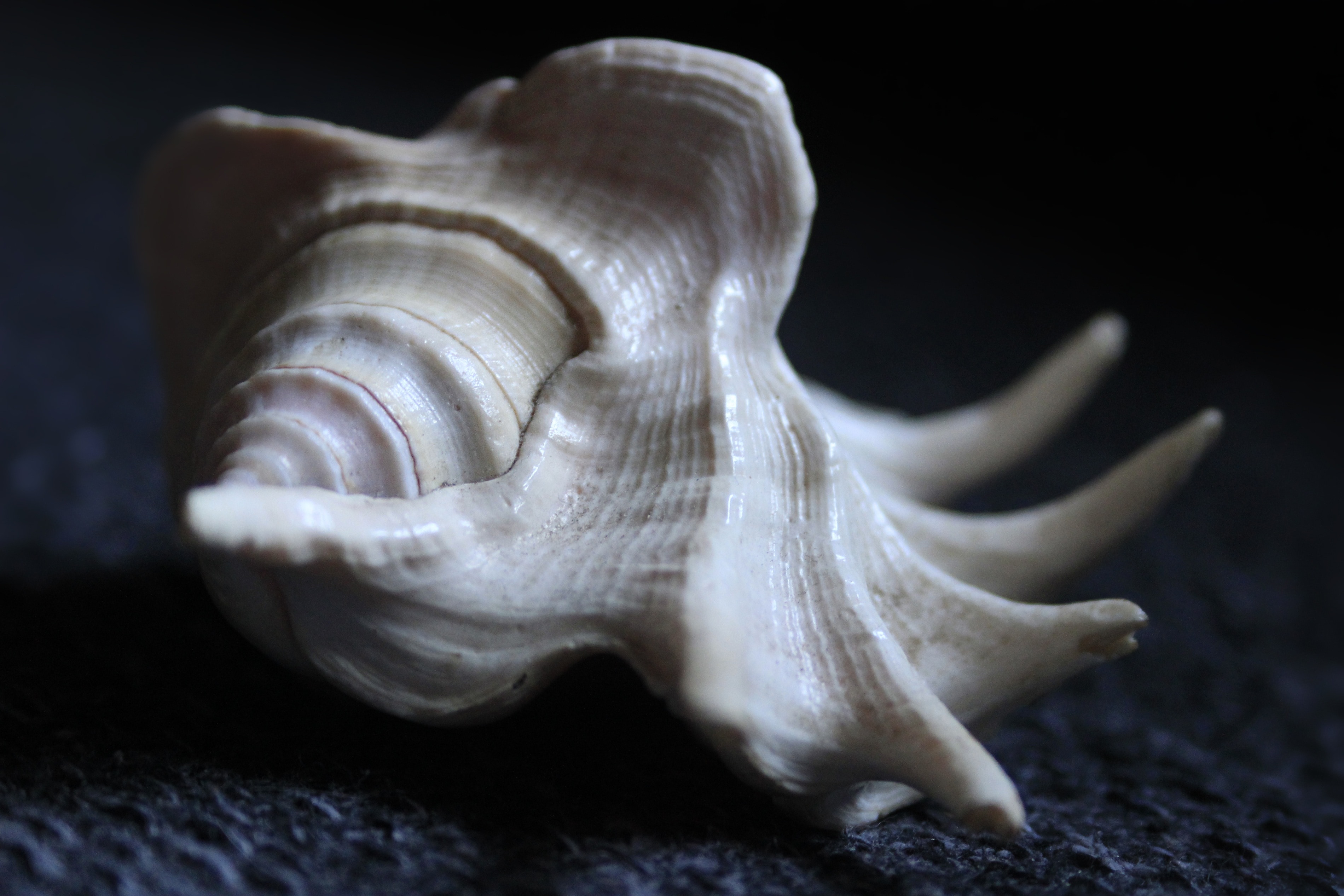 white conch shell