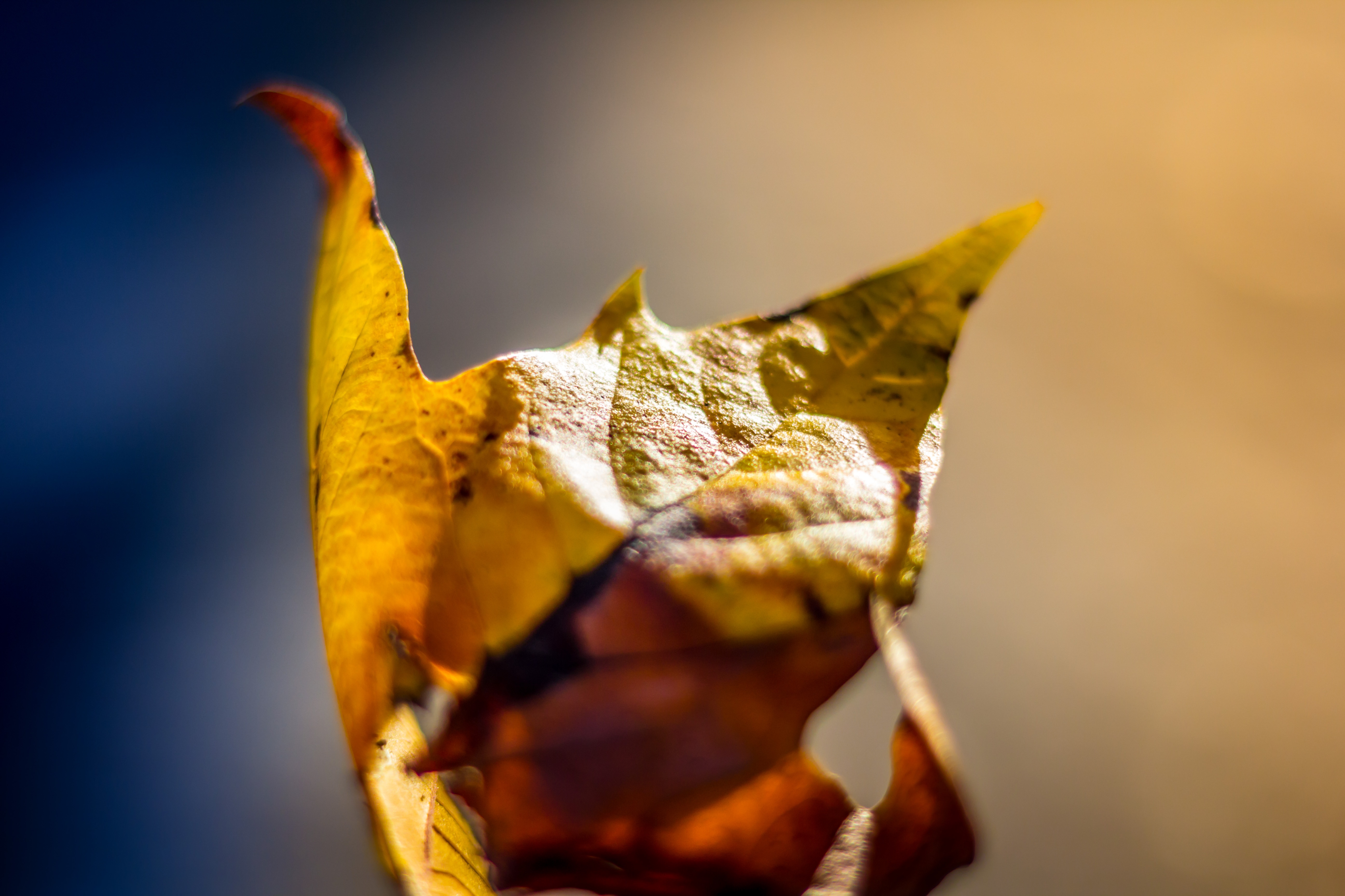 brown fallen leaf