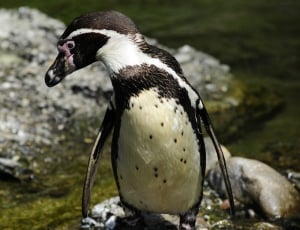 Penguin, Bird, Humboldt Penguin, bird, penguin thumbnail