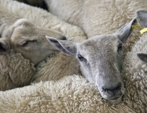 Lambs, Sheep, Farm, Agriculture, Animal, animal themes, animal body part thumbnail