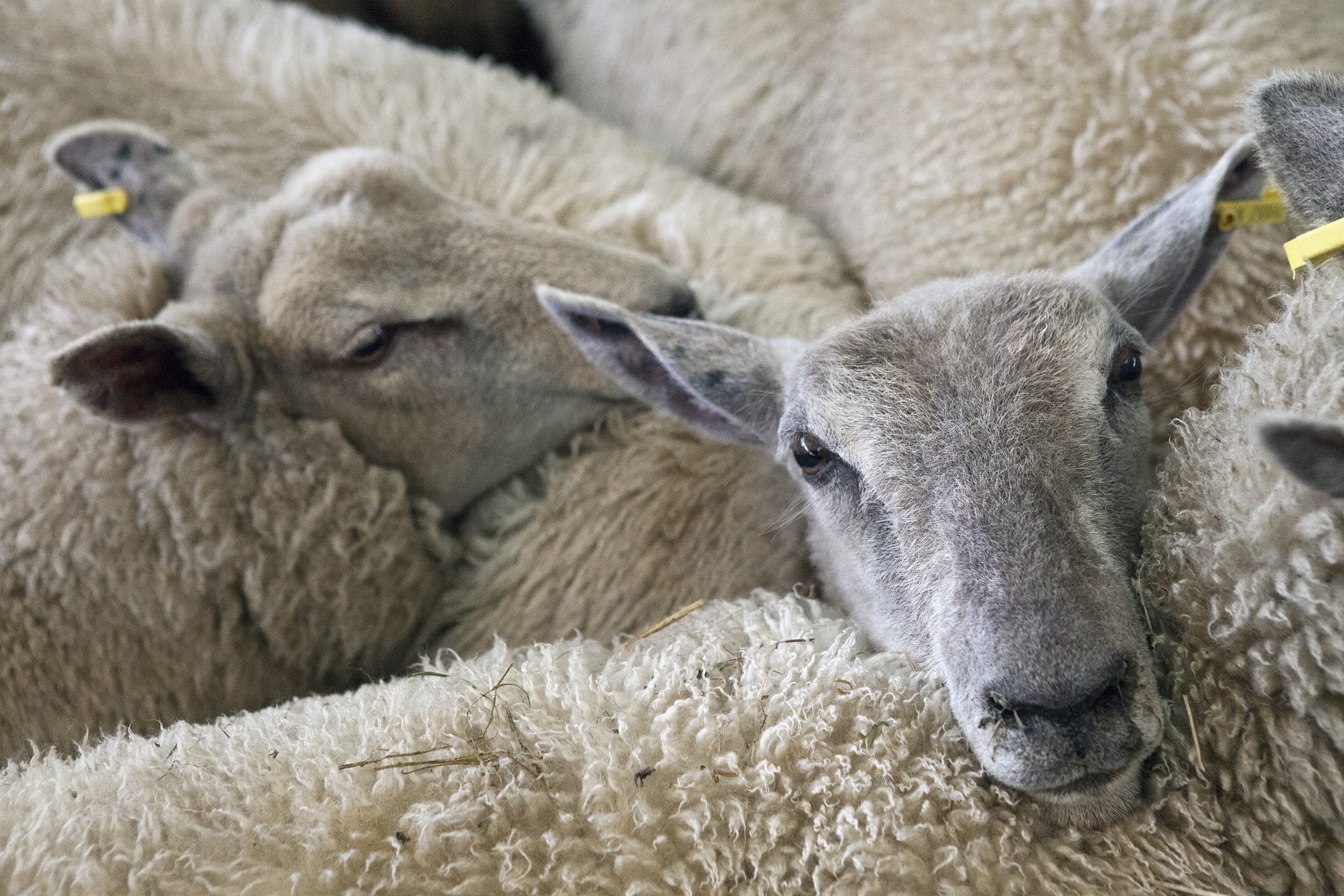 Lambs, Sheep, Farm, Agriculture, Animal, animal themes, animal body part