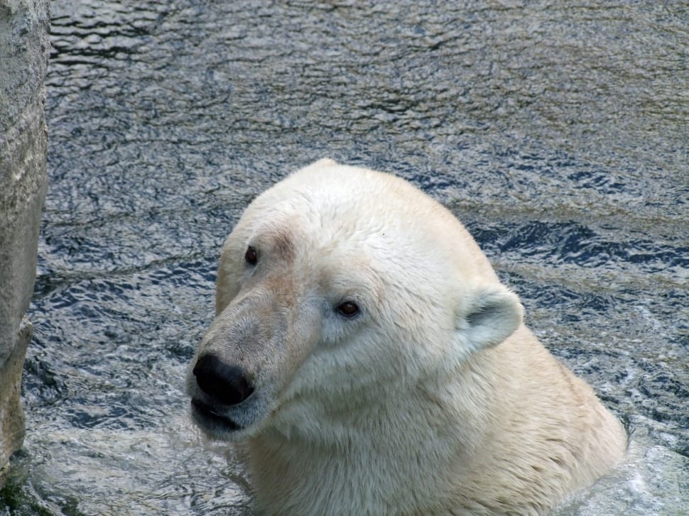 Predator, Polar Bear Of Ursus Maritimus, one animal, animal wildlife preview