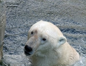 Predator, Polar Bear Of Ursus Maritimus, one animal, animal wildlife thumbnail