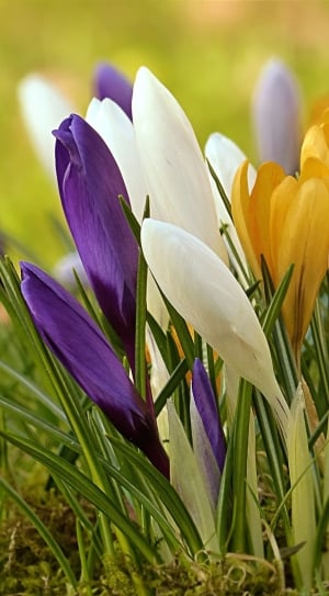 white yellow and purple flowers thumbnail