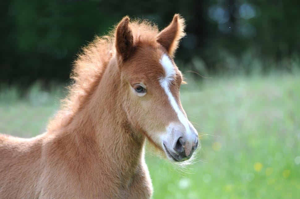 Iceland Foal, Foal, Cute, Iceland Horse, one animal, animal body part preview