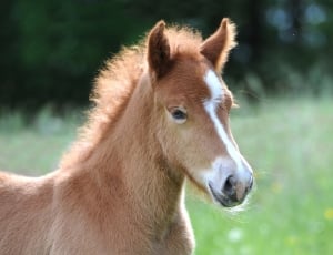 Iceland Foal, Foal, Cute, Iceland Horse, one animal, animal body part thumbnail