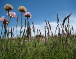 green grass fields with flower thumbnail