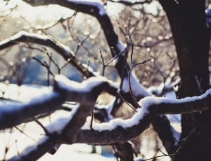 black trees covered snow thumbnail