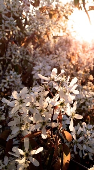 selective photo of white petal flower under sun rays thumbnail