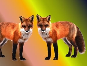 two red and gray fox thumbnail