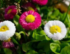 Flowers, Yellow, Red, Pink, White, flower, flower head thumbnail
