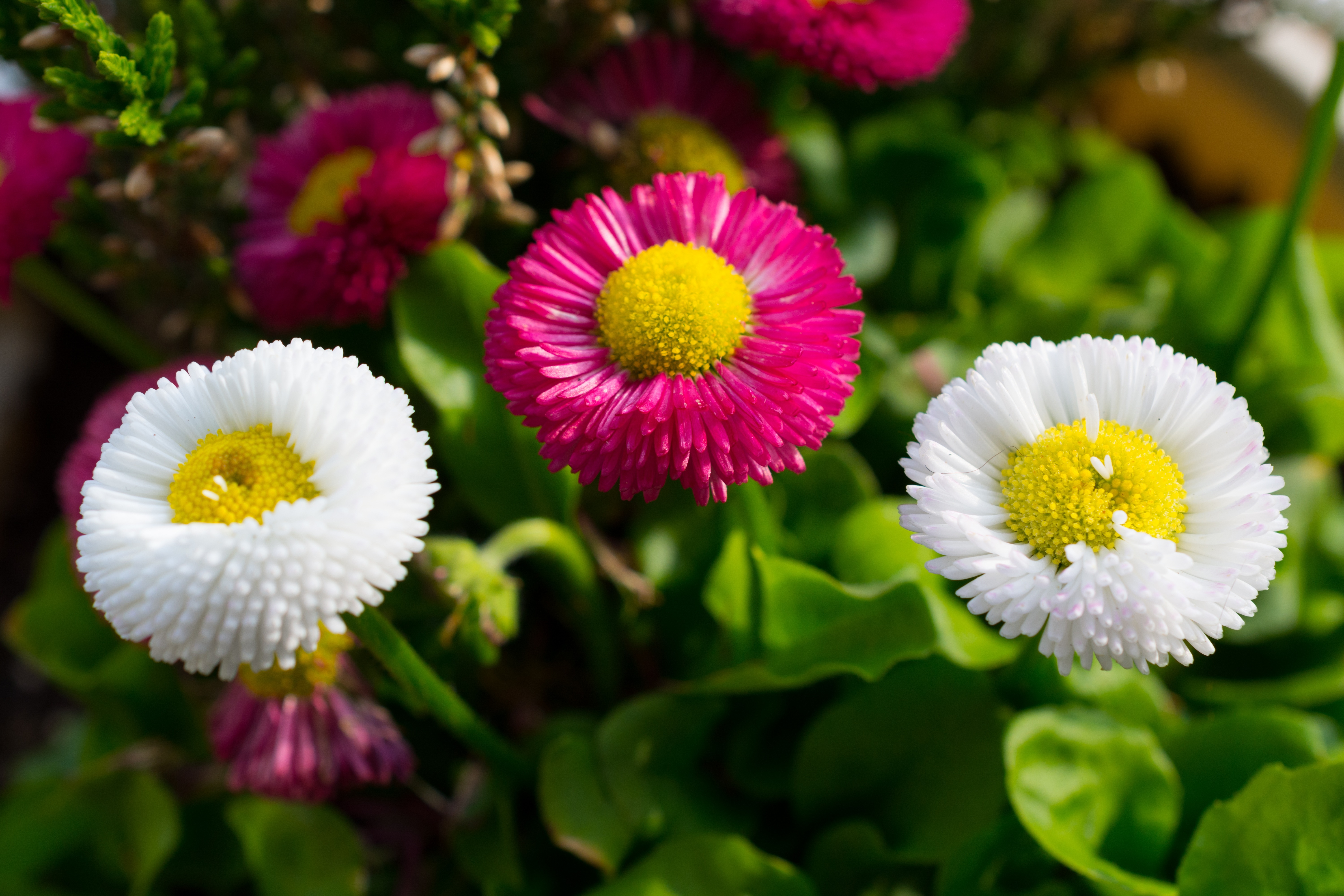 Flowers, Yellow, Red, Pink, White, flower, flower head