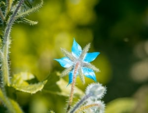 blue 5 petaled flower thumbnail