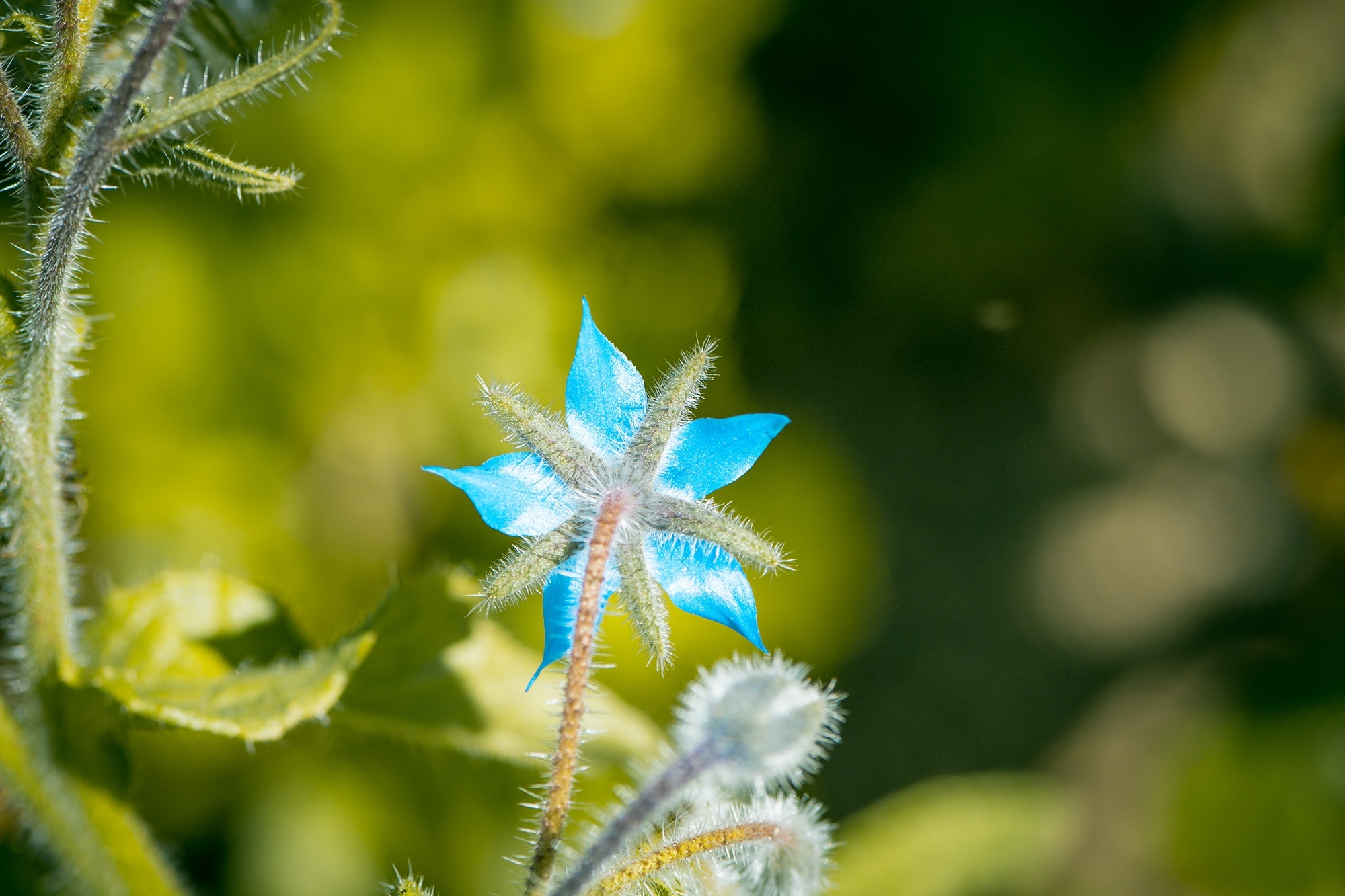 blue 5 petaled flower