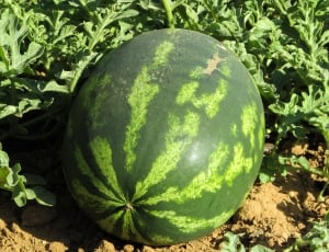Food, Plant, Watermelon, Agriculture, green color, no people thumbnail