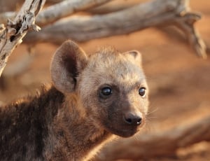 brown and black hyena thumbnail