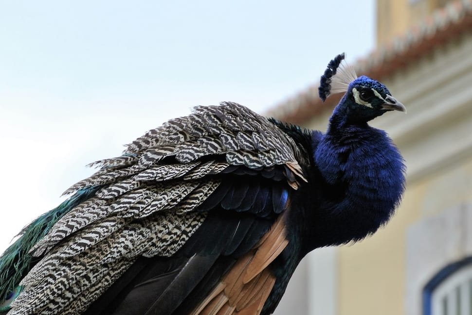 blue and black peacock preview