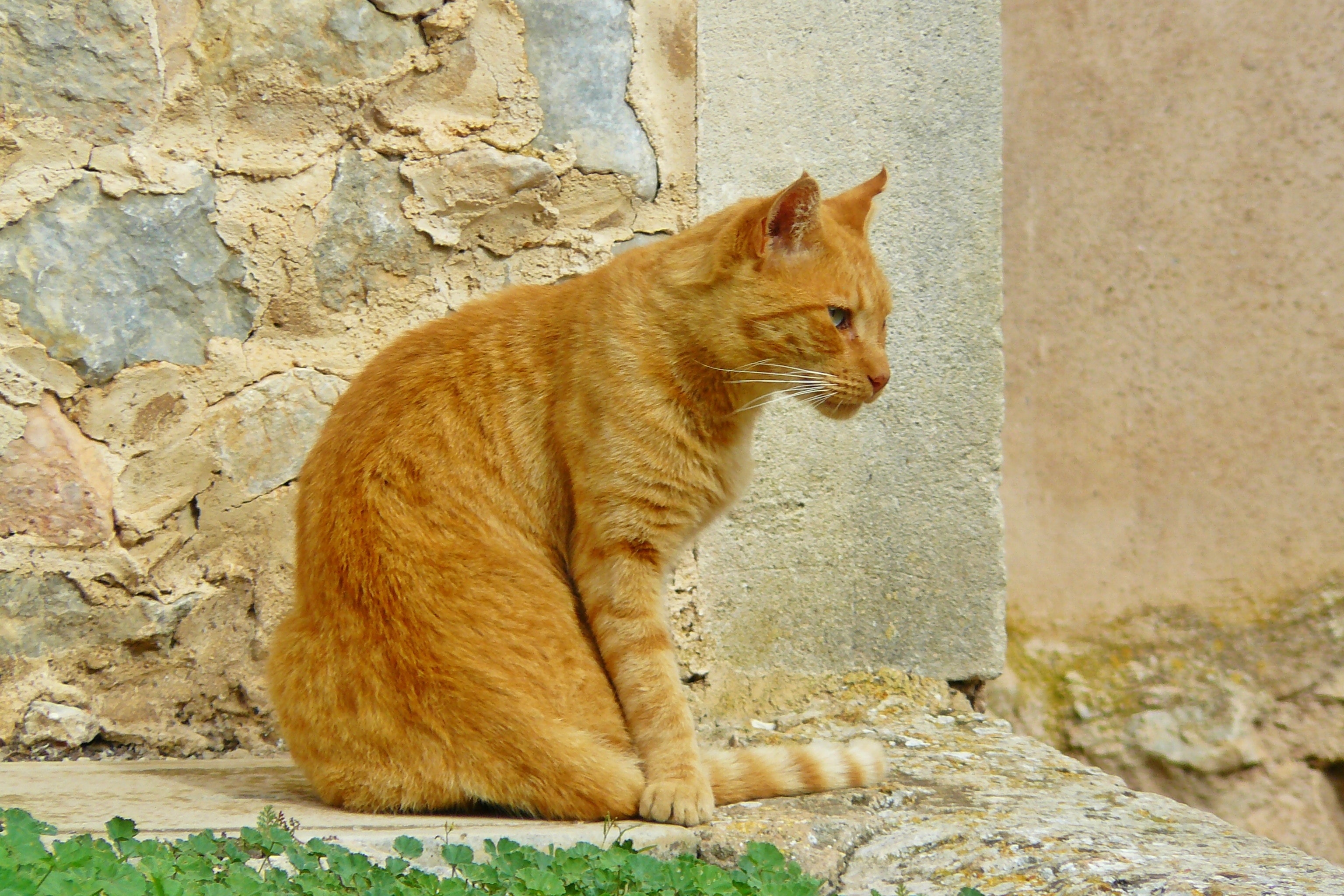 orange tabby cat