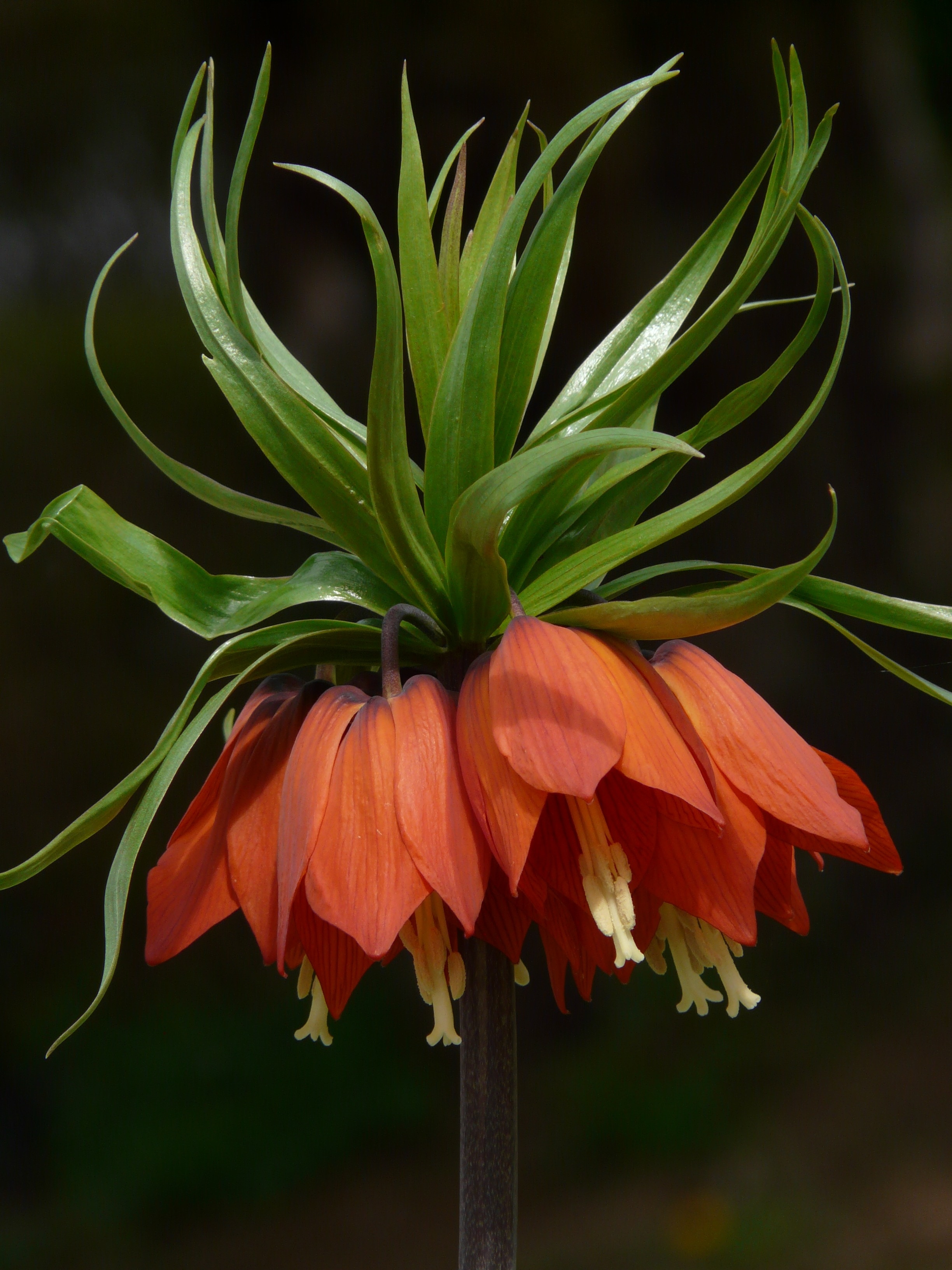 Fritillaria Imperialis, Imperial Crown, orange color, no people