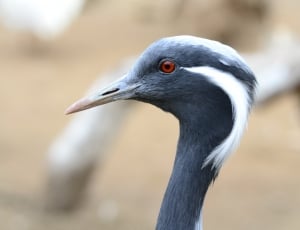 black and white heron thumbnail