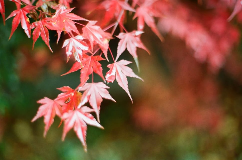 Calendar, Autumn, Autumn Leaves, Leaves, autumn, leaf preview