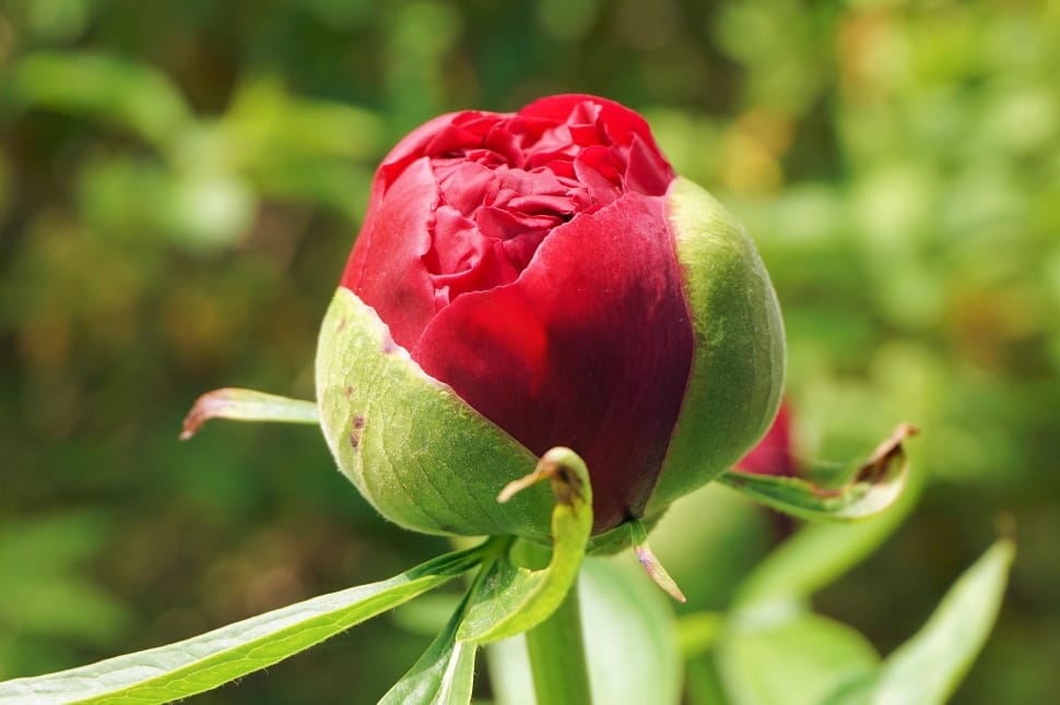 red peony bud preview
