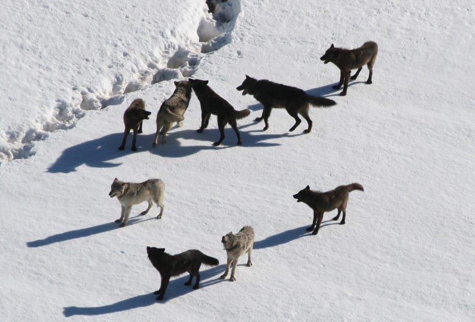 group of coyotes on snow covered ground preview
