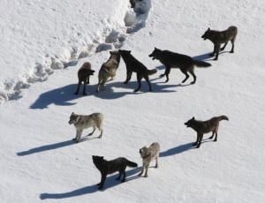 group of coyotes on snow covered ground thumbnail