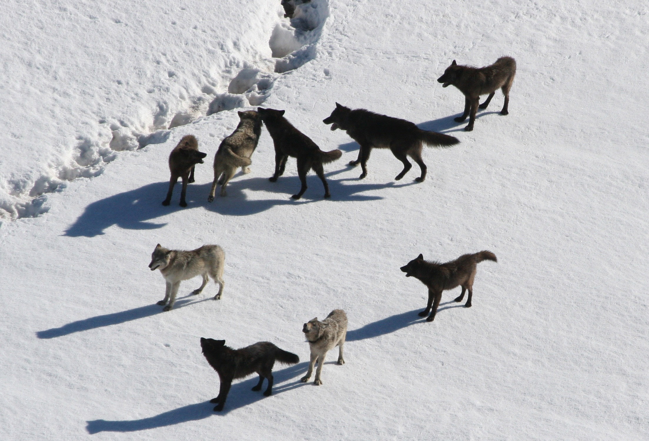 group of coyotes on snow covered ground