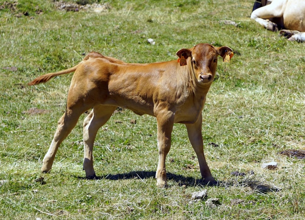 Animal, Livestock, Calf, Cow, livestock, domestic animals preview
