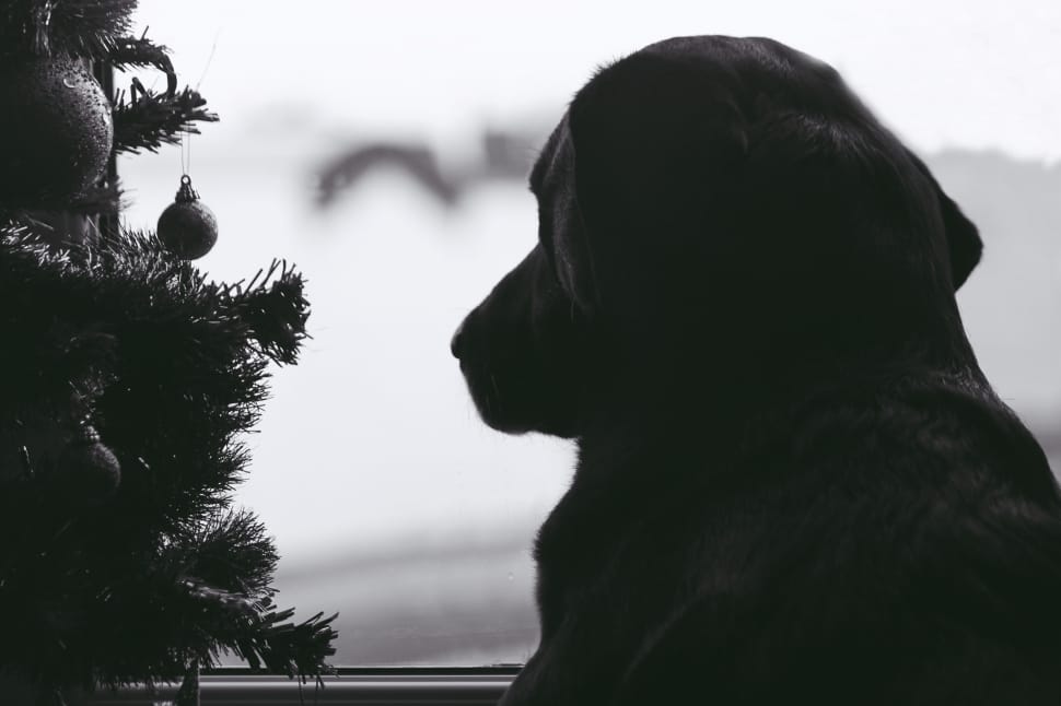 greyscale photo of labrador staring at window besides christmas tree preview