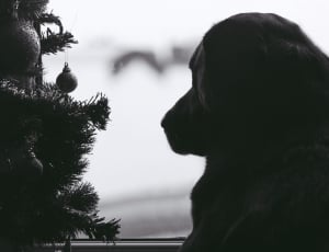greyscale photo of labrador staring at window besides christmas tree thumbnail