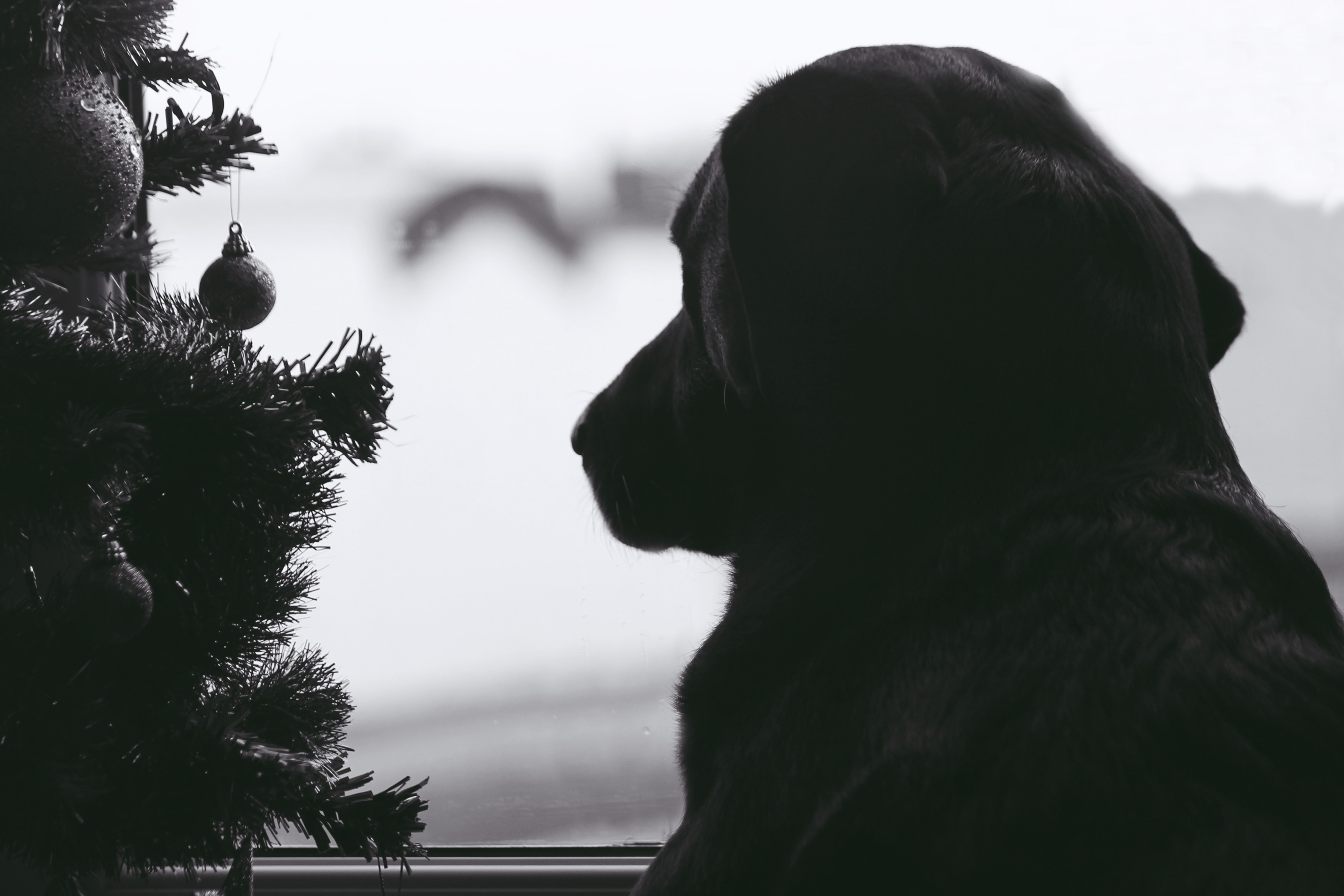 greyscale photo of labrador staring at window besides christmas tree