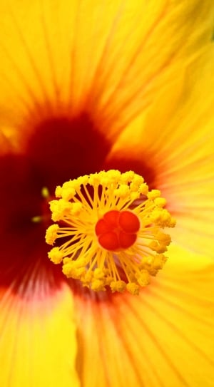 yellow hibiscus thumbnail