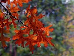maple leaves, dew, close up thumbnail