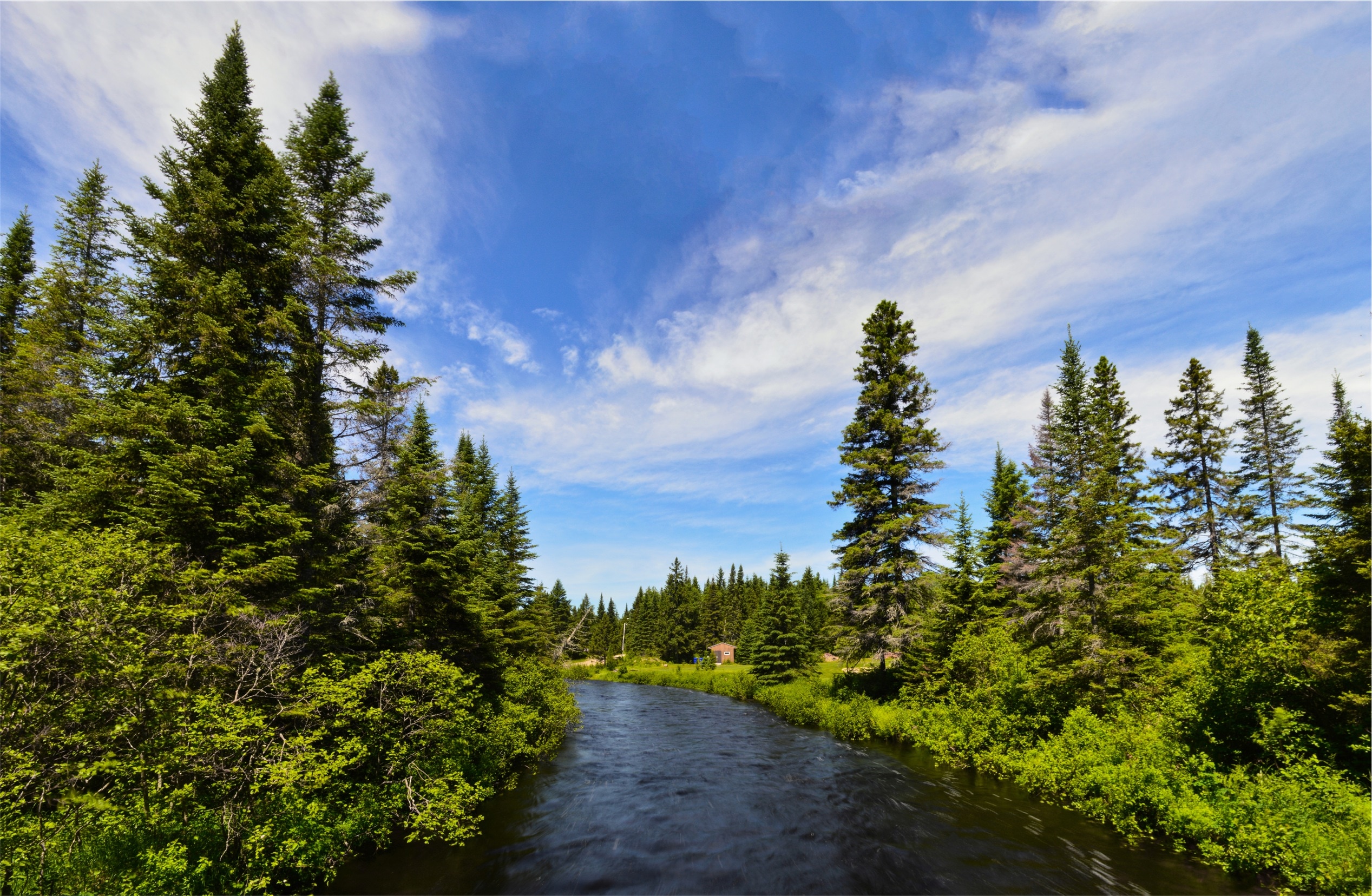river between green pine trees
