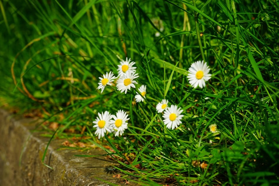 Spring, Daisy, Flowers, White, flower, growth preview