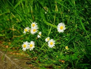 Spring, Daisy, Flowers, White, flower, growth thumbnail