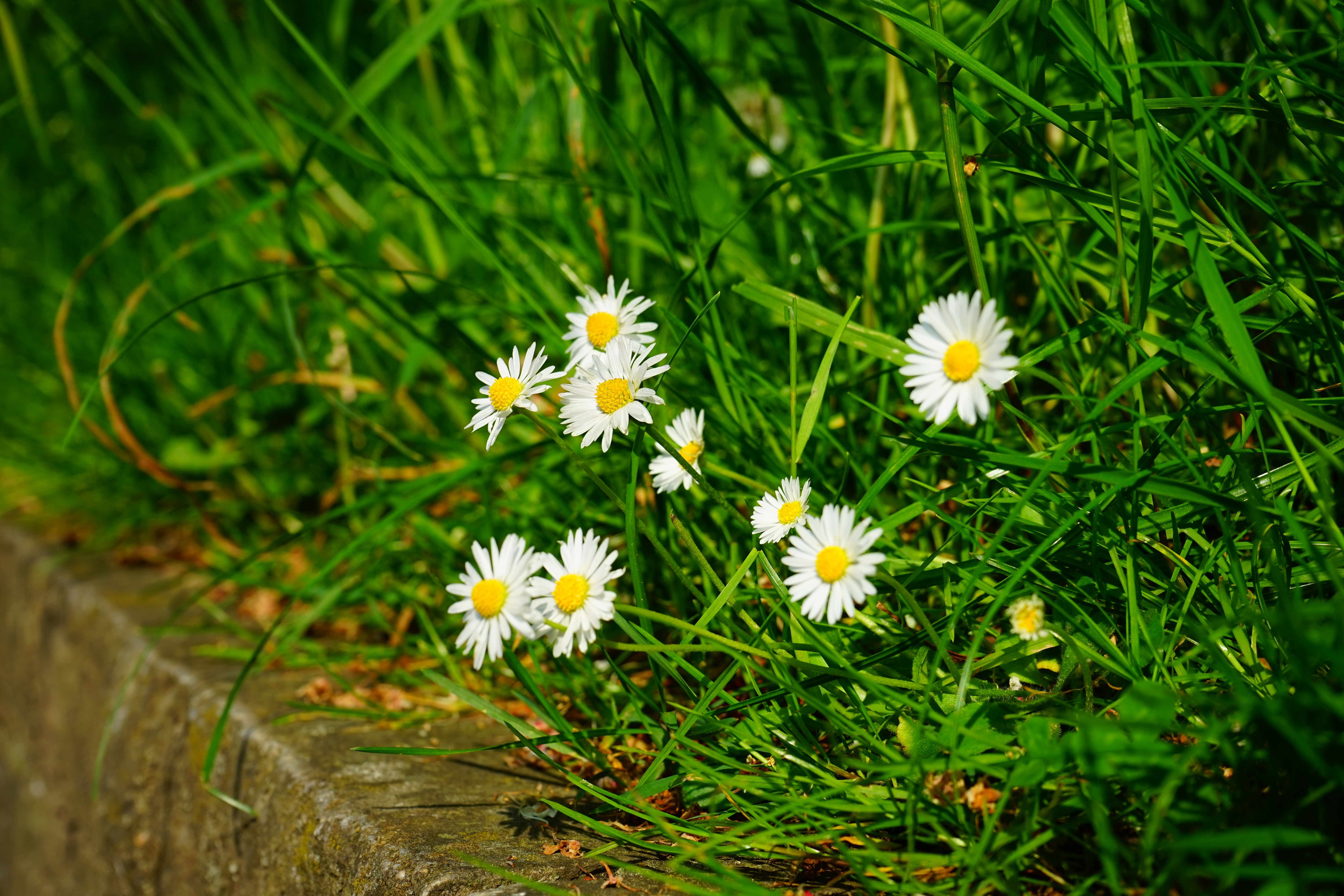 Spring, Daisy, Flowers, White, flower, growth