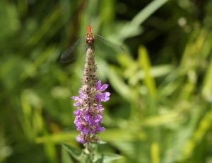 Red Dragonfly, Red, Dragonfly, flower, purple thumbnail