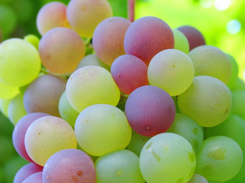 green and red grapes preview