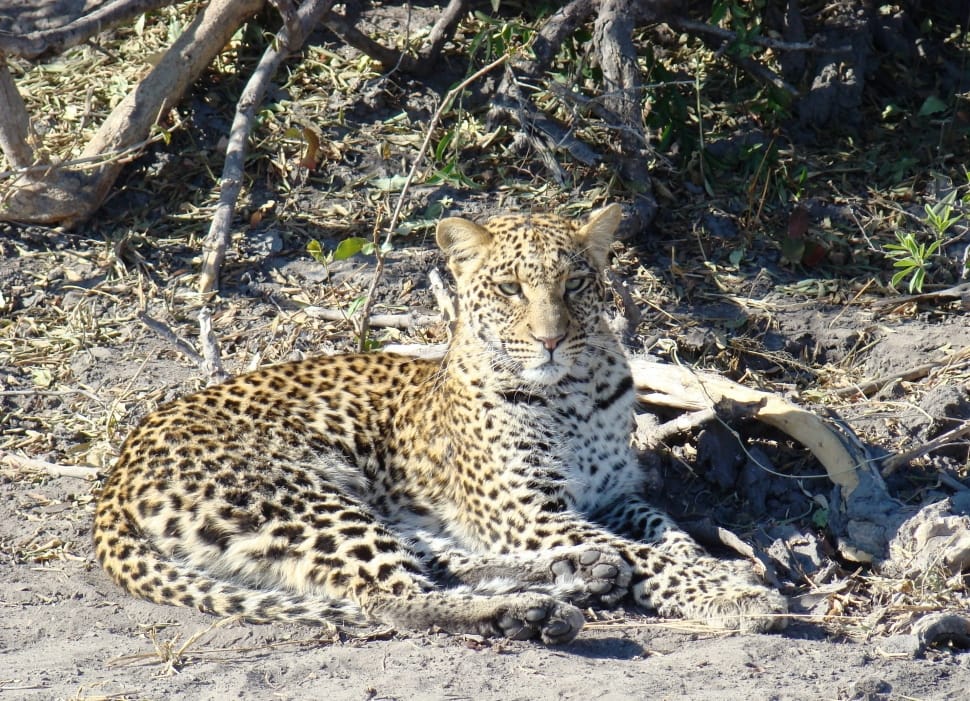 Africa, Safari, Botswana, Leopard, Cat, leopard, animal themes preview