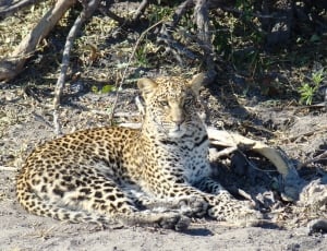 Africa, Safari, Botswana, Leopard, Cat, leopard, animal themes thumbnail