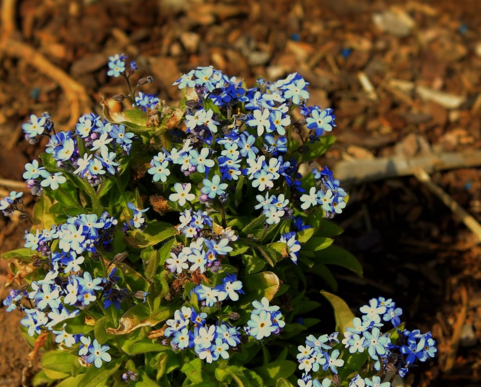 Spring Flower, Forget Me Not, Blue, flower, nature preview