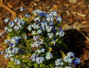 Spring Flower, Forget Me Not, Blue, flower, nature thumbnail