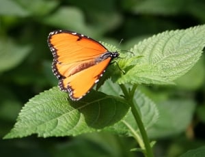 queen butterfly thumbnail