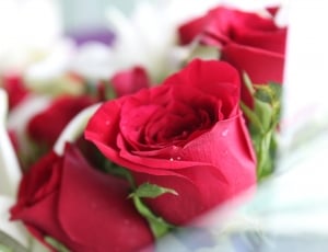 red and white roses thumbnail